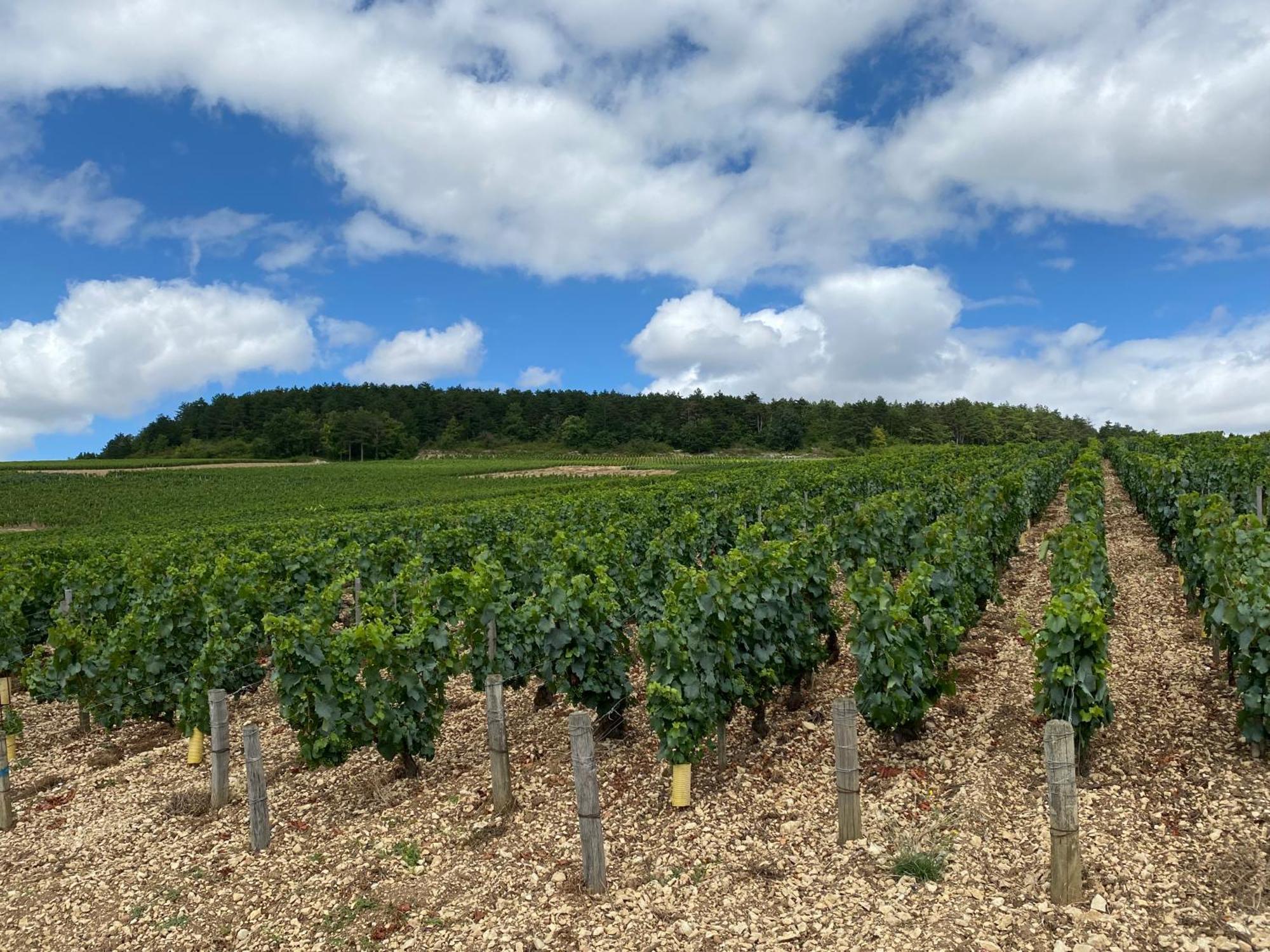 Le Merrain Gite Plein Coeur De Chablis Kültér fotó